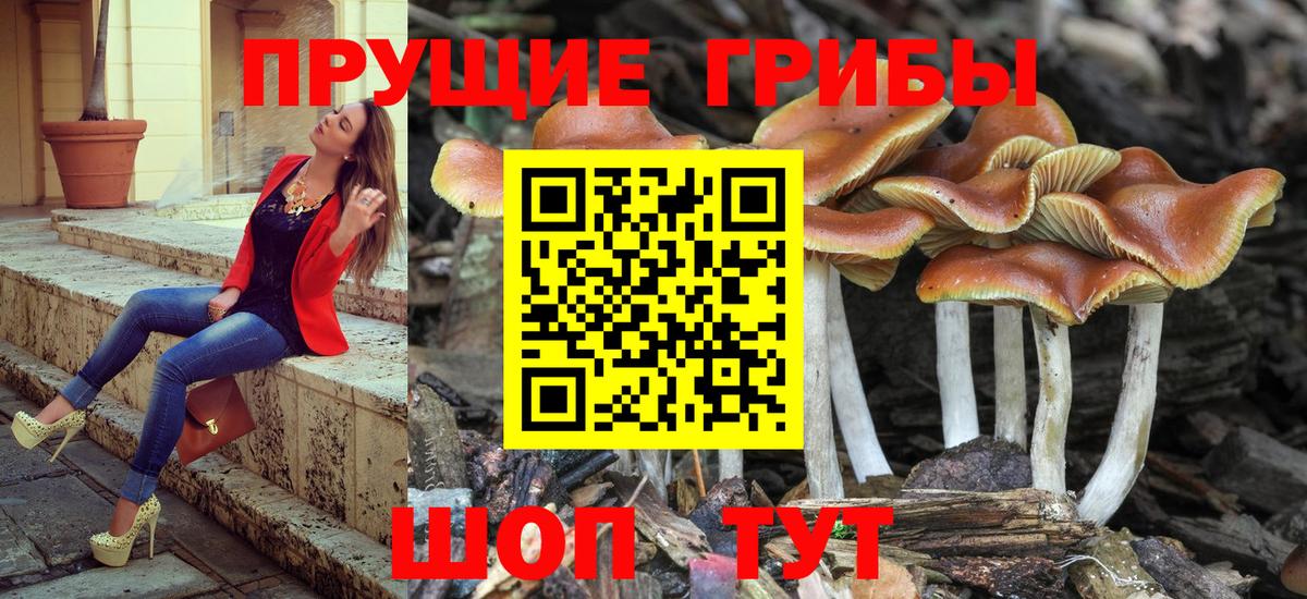Галлюциногенные грибы Psilocybine cubensis Прохладный